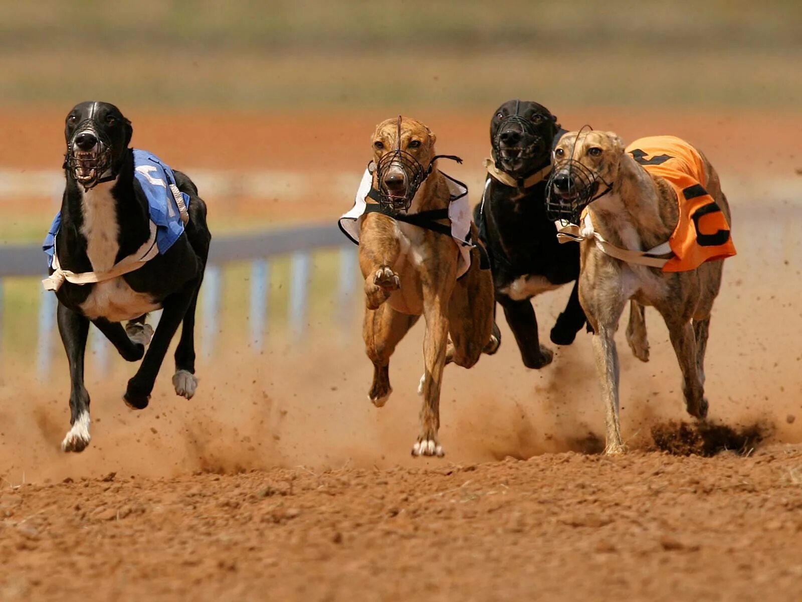 Скачка собак. Уиппет курсинг. Собачьи бега в ирландии. Гонки на собаках. Собачьи бега грейхаундов.