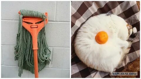 Картинки смешных вещей