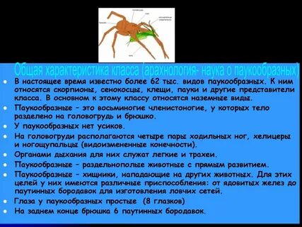 Тест паукообразные