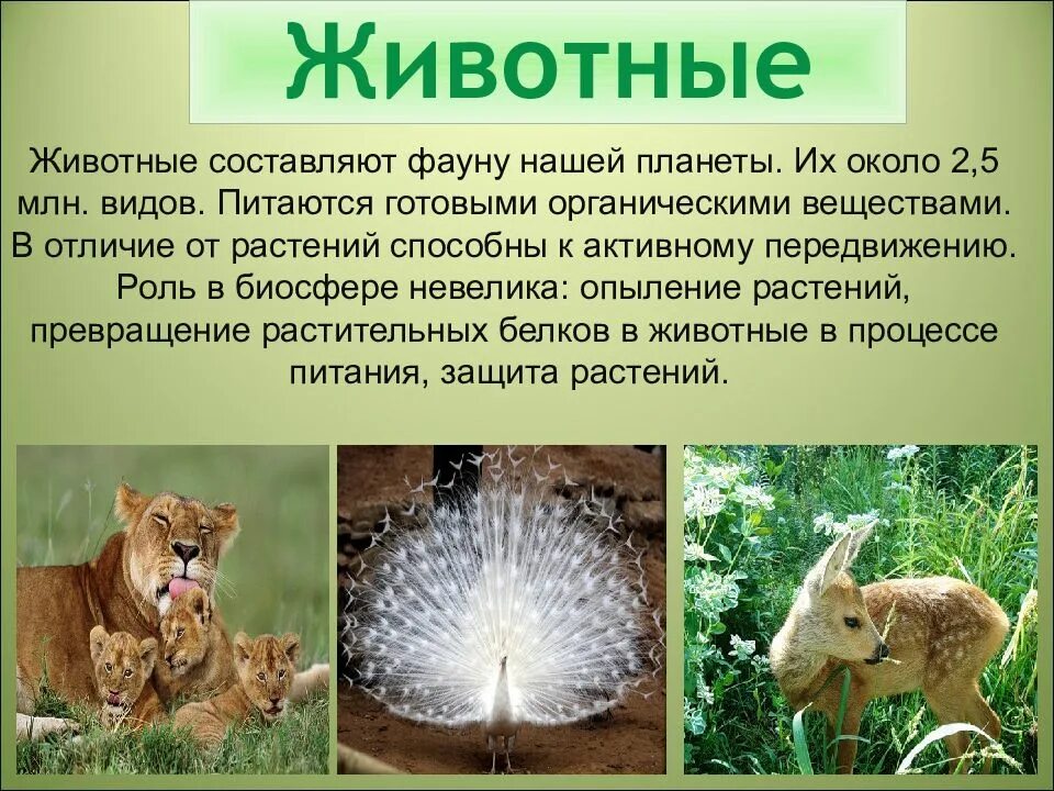 Создал искусственную систему живой природы. Сообщение о царстве животных. проект животные. тема для презентации про животных. обитатели живой природы.
