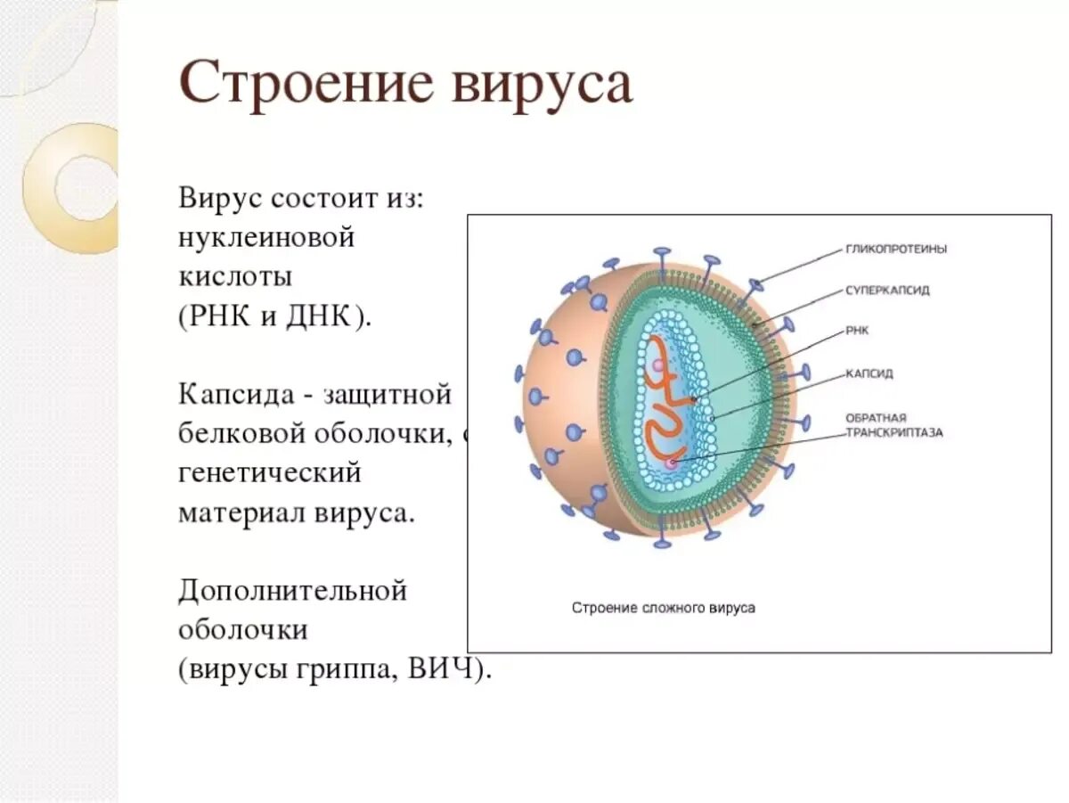 Строение вируса оболочка капсид. Вирус из чего состоит строение. Строение РНК вируса. Строение нуклеиновых кислот вирусов.