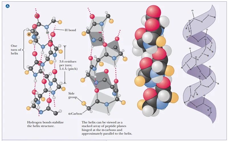Api helix. Helix structure. protein structure. хеликсан коллаген. backbone белка.