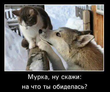 Я был дурак прости