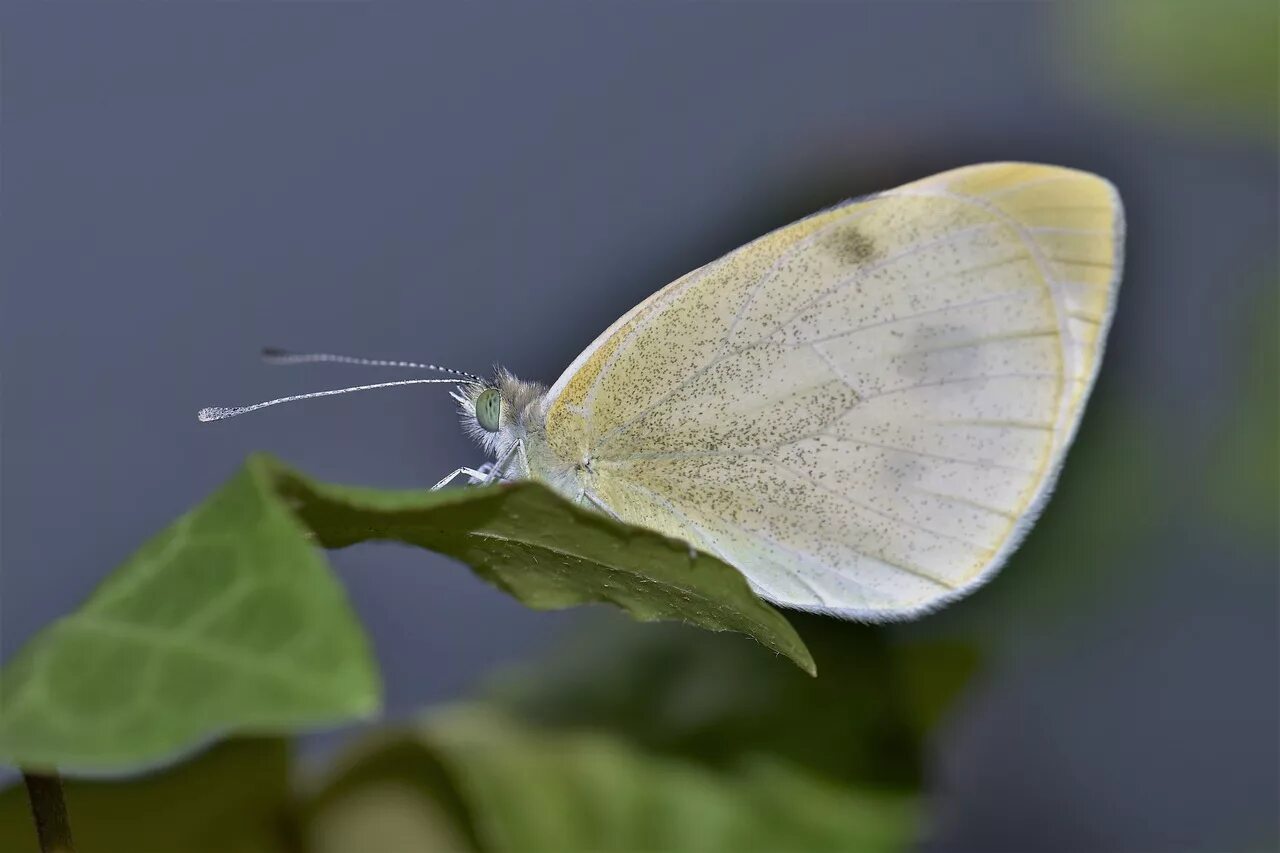 Gonepteryx rhamni крушинница. Бабочка белокрылка. Лимонница крушинница. Gonepteryx rhamni лимонница. Бабочка лимонница описание