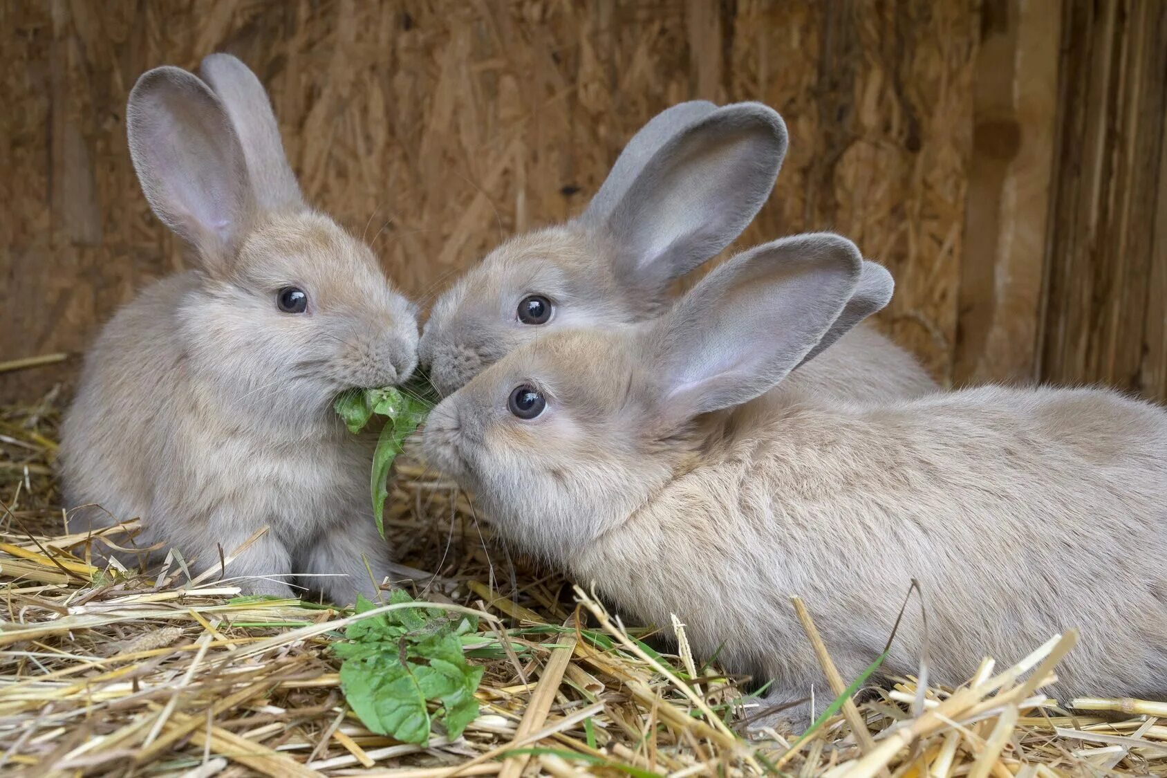 Где сейчас кролик. Кролиководство ферма. Кролиководство крольчата. Раббит кролиководческая ферма. Кролики сельскохозяйственные.