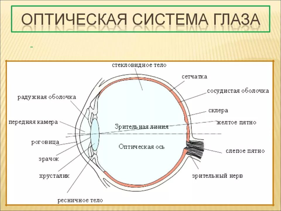 Оптический аппарат глаза схема. Слепое пятно глаза анатомия. Схема оптической системы глаза физиология. Анализаторы глазное яблоко схема строение. Сетчатка буква