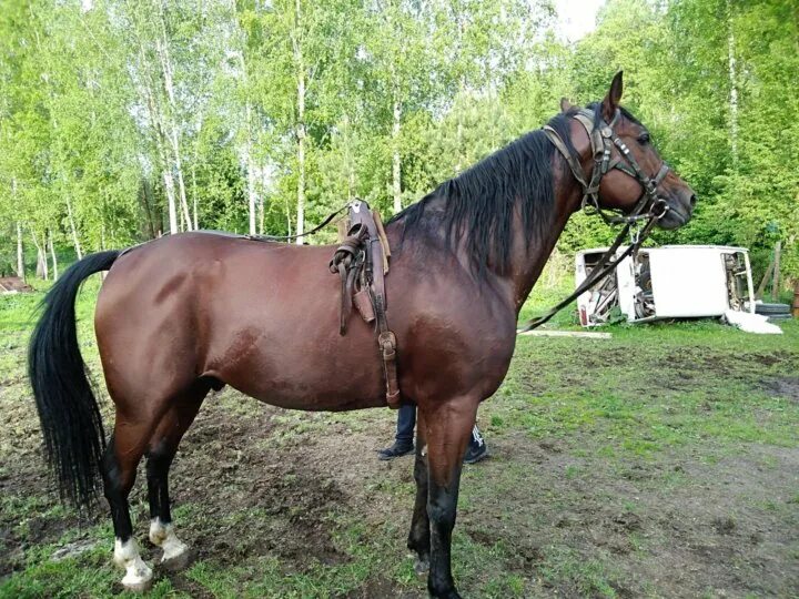 Жеребец подарок. Лошади в новосибирской области. Авито конь. Русский верховой мерин. Продажные лошади.