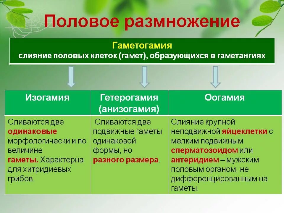 Половое размножение. Половое размножение организмов. Примеры полового размножения. Половое размножение биология. Для успешного слияния гамет и образования