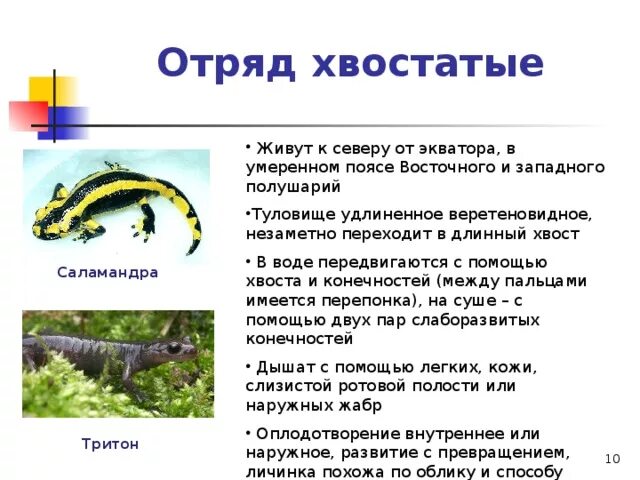 Признаки присущие земноводным