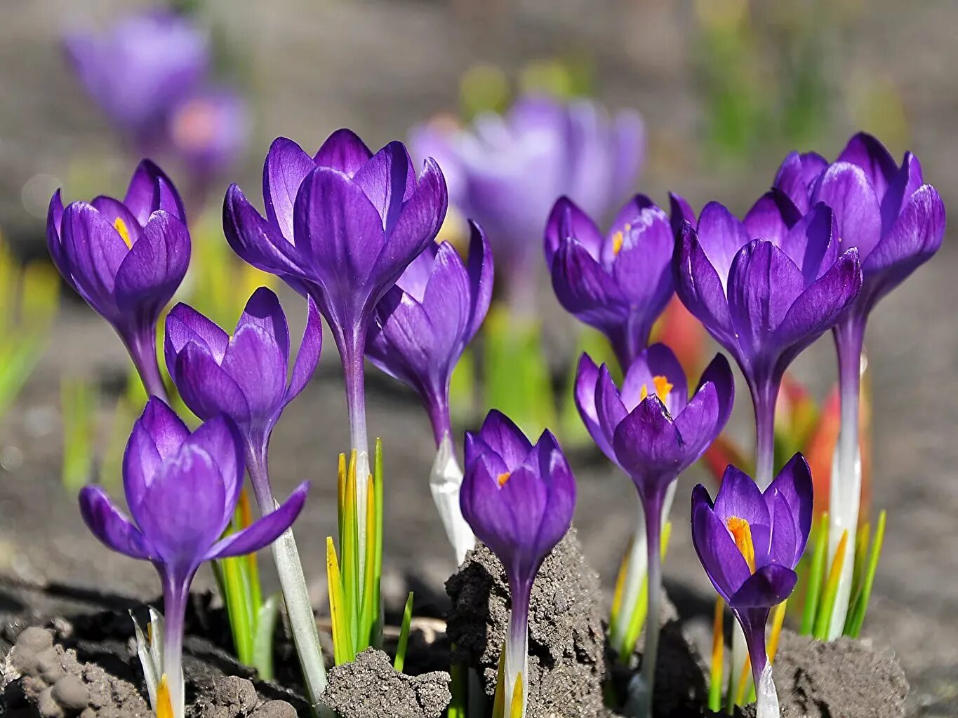 Крокус Шафран цветок. Крокус Шафран весенний. Крокус весенний Crocus vernus. Шафран весенний первоцвет. Какого цвета цветок крокус