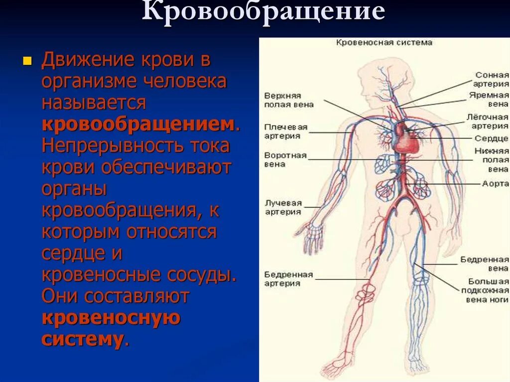 Кровеносная система человека. Система кровообращения. Кровеносная система кровь. Кровеносная система человека схема.