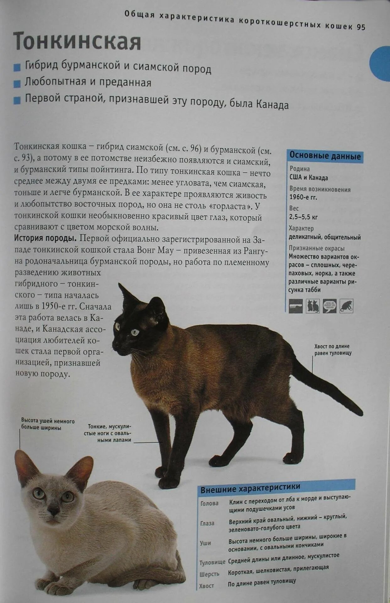 Кошка кимрик характеристики. Сибирский кот рассказ. Рассказ о сибирской кошке. Тонкинская кошка список пород кошек. Характеристика кошки домашней.