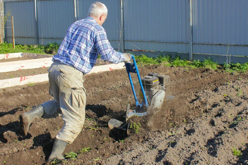 Man stepping on a garden hoe stock image. Окучивание растений. Рыхление междурядий картофеля вручную. Довсходовое окучивание картофеля. Рыхление картофеля.