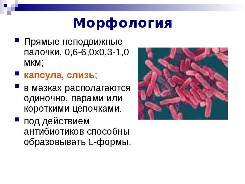 Синегнойная палочка бактерия. Бактерия escherichia coli. Днк патогенных микроорганизмов. Бактерии бациллус. Популяция микроорганизмов это.