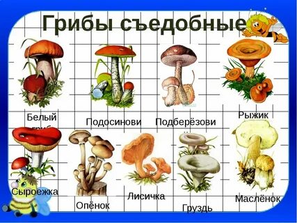 Несъедобные грибы картинки для детей с названиями