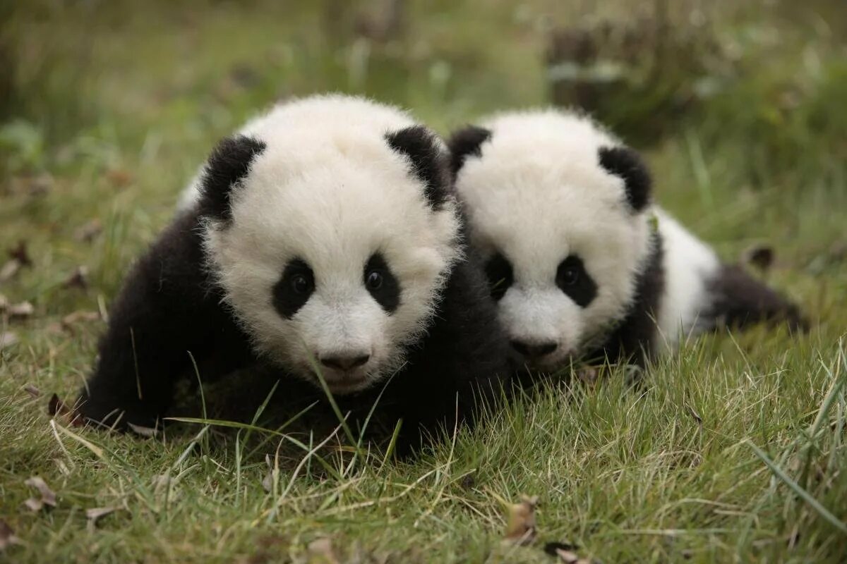 Млекопитающие Панда. Чау-чау Панда. Панда в Евразии. Панда фото. Картинка милой панды
