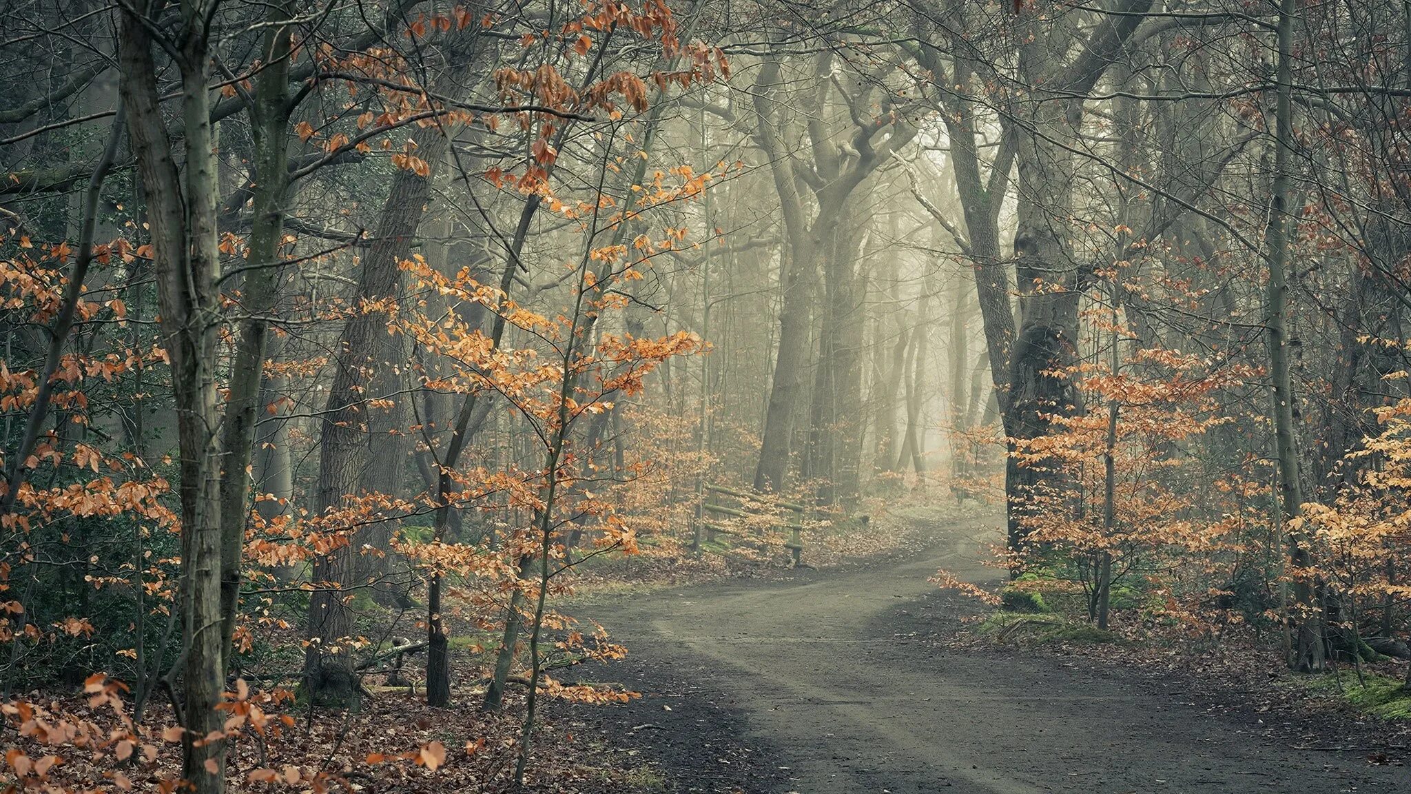 The trees fall across the road. Осенний лес в ноябре. Холодный осенний лес. Лес холодной осенью. Картинки на рабочий стол холодная осень.