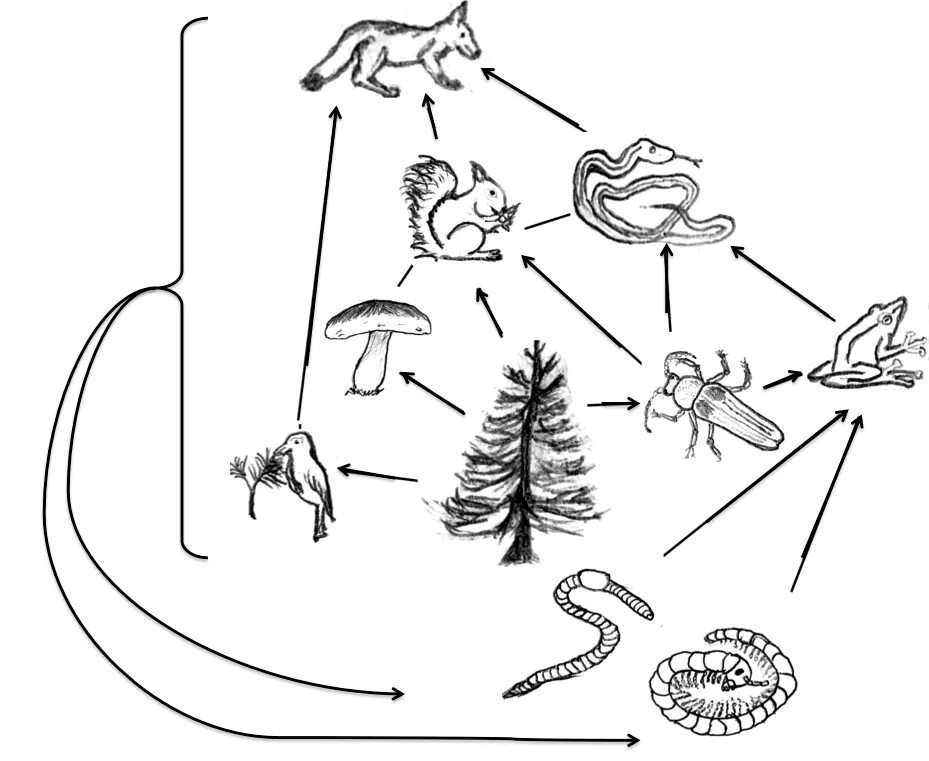 Круговорот оленей. Цепи питания. Пищевая цепь. Пищевая цепочка леса. Схема цепи питания леса.