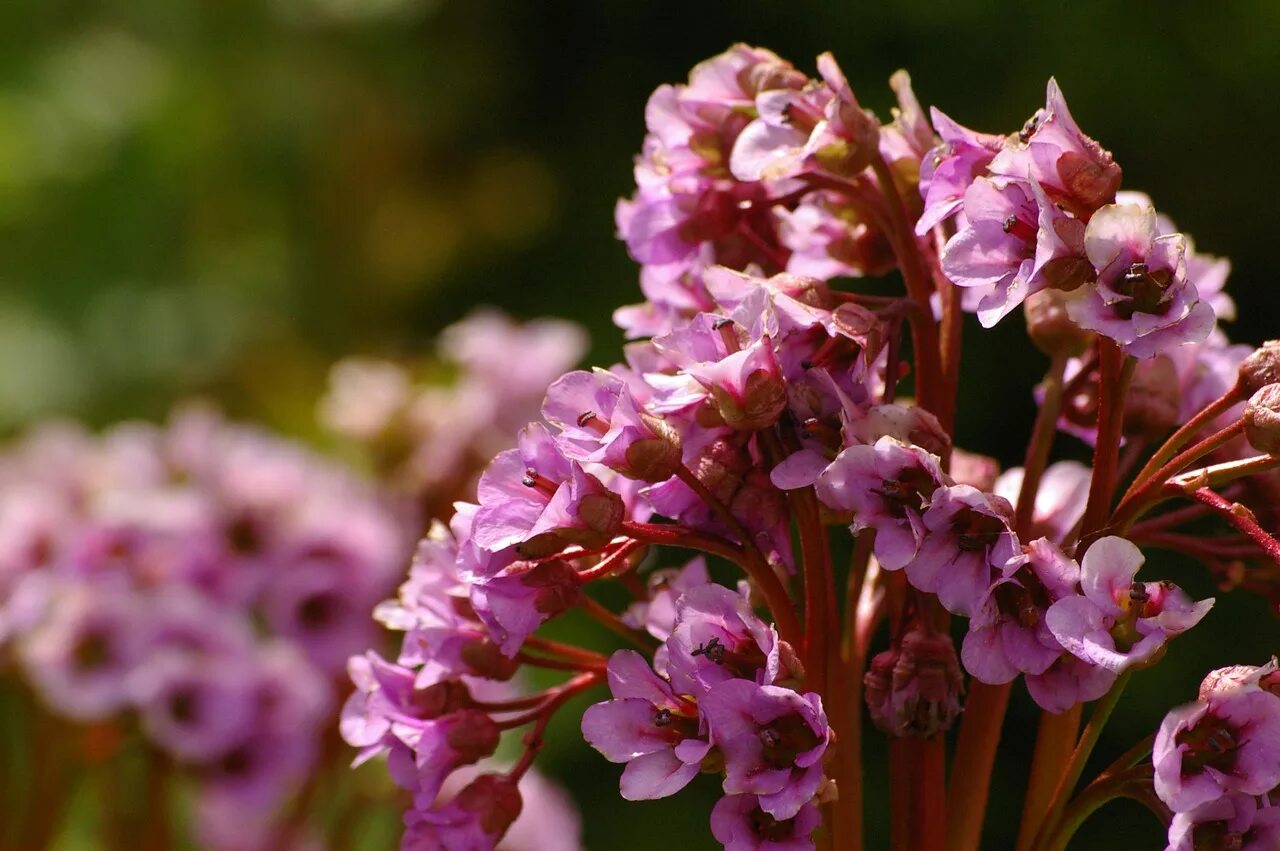 Бадан толстолистный. Бадан толстолистный Bergenia crassifolia. Бадан rotblum. Бадан Бергения. Цветок бадан фото и описание