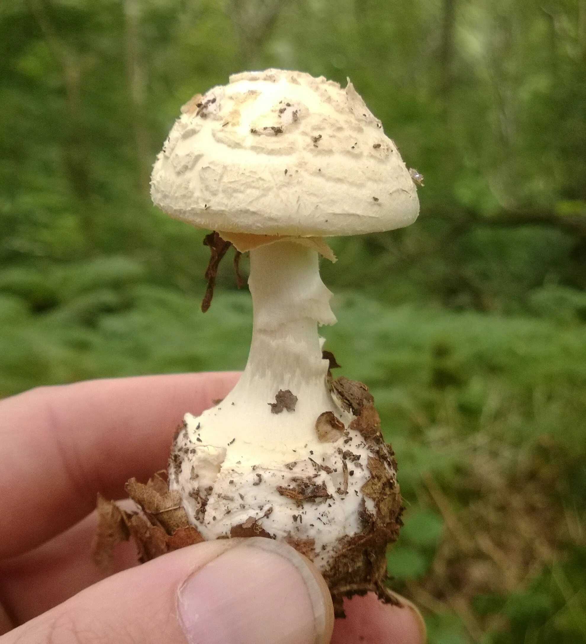 Бледная поганка гриб. Гриб зонтик поганка. Бледная поганка (Amanita phalloides). Мухомор пантерный.