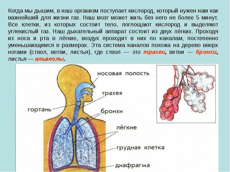 Плод человека получает кислород через