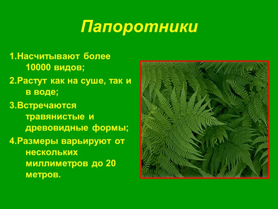 Папоротник Щитовник приспособления. Папоротниковидные споровые растения. Папоротник Щитовник красный. Высшие споровые растения Щитовник. Значение древних папоротниковидных в природе