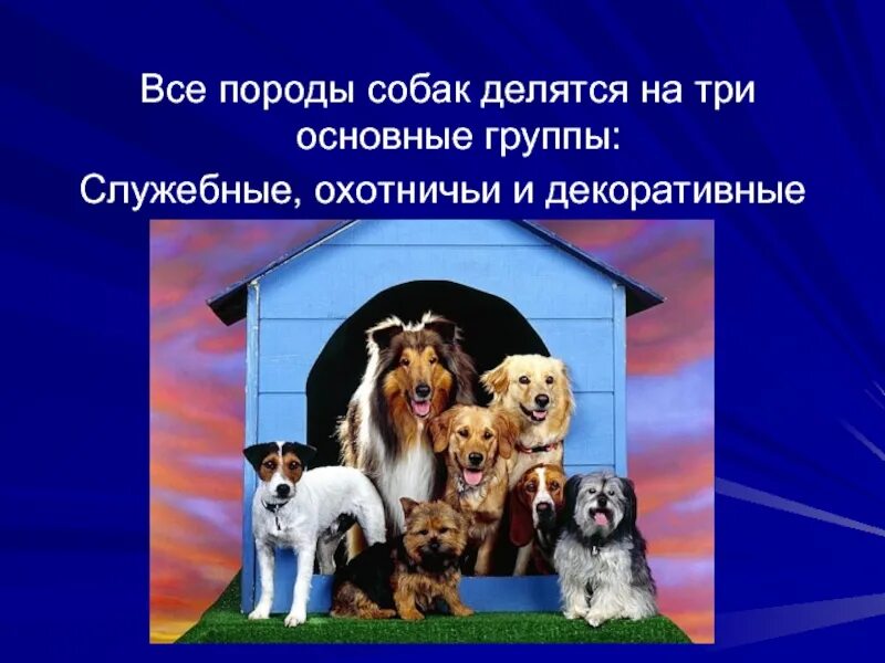 Кошки и собаки 2 класс. Проект про собак. Породы собак презентация. Кошки и собаки для презентации. Проект породы собак.