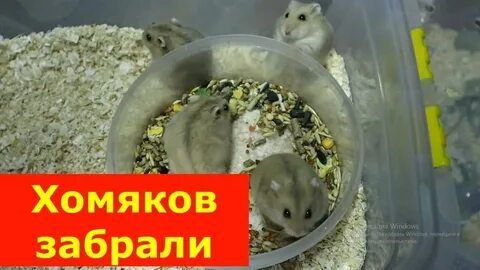 Код хомяк 5 07