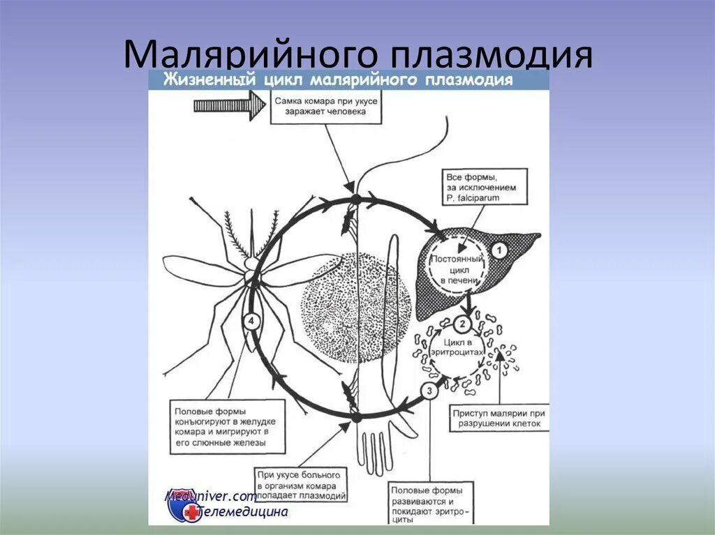 Малярийный плазмодий жизненный цикл промежуточный хозяин. Строение плазмодия. Строение плазмодия. Структура малярийного плазмодия. Внешнее строение малярийного плазмодия.