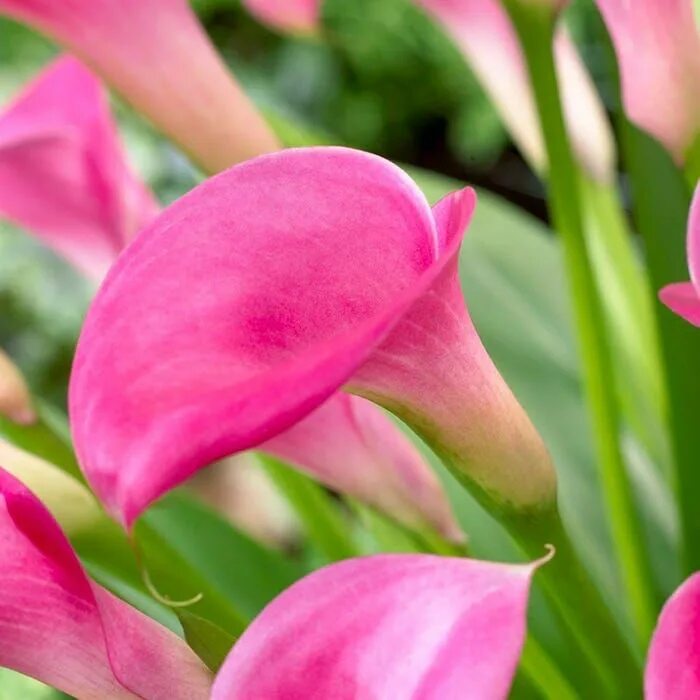 Калла гарнет глоу. Калла гарнет глоу garnet glow. зантедеския (zantedeschia / calla garnet glow) 14/+. калла гарнет глоу 12/14.