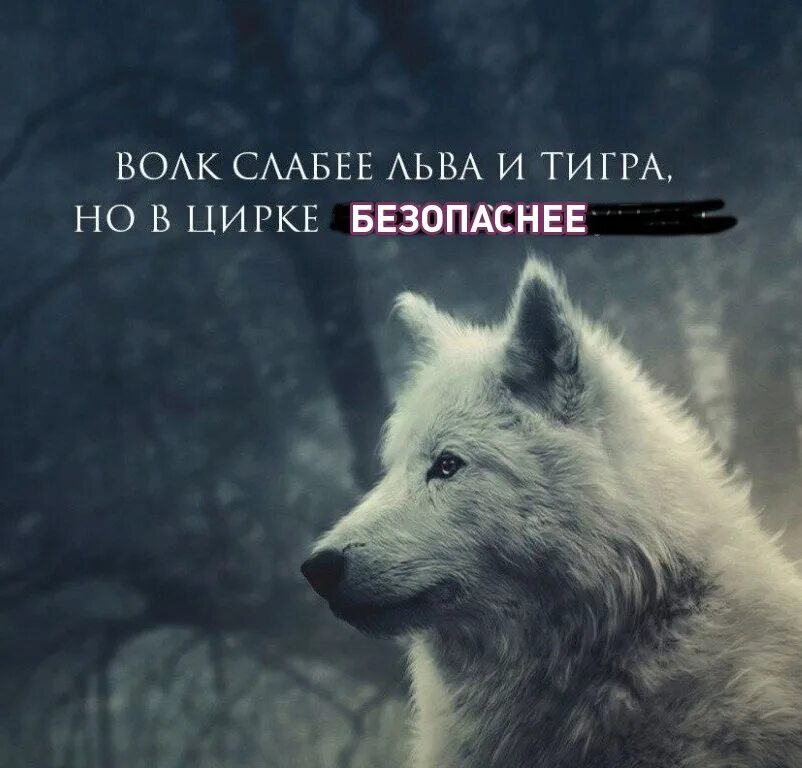 Волк мп 3. Волк. слабый волк. цирковой волк гиф.