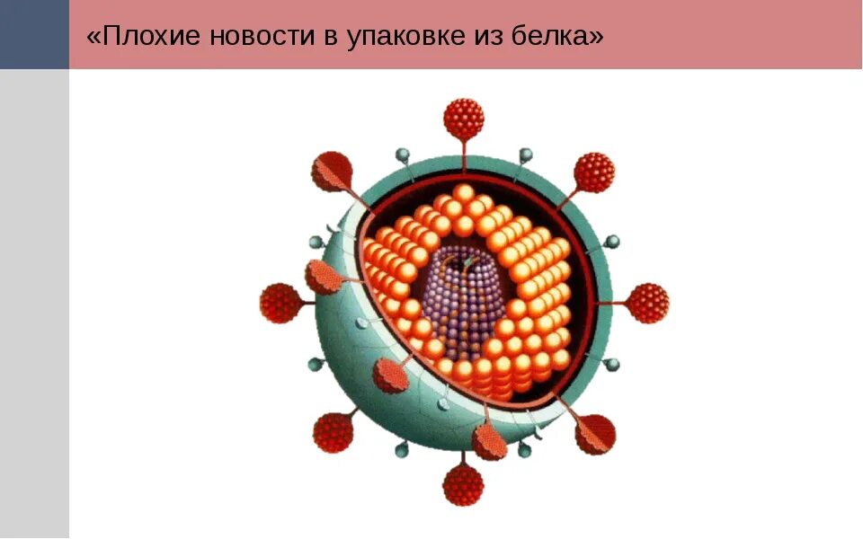 Вирусология строение вируса. Вирусные белки. Структурные белки вирусов. Структурные и неструктурные белки вируса. Virus капсидный белок
