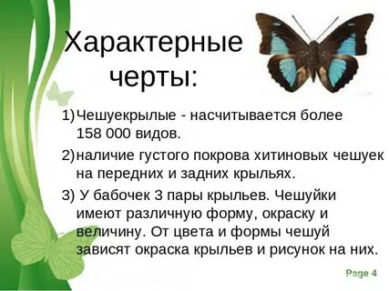 Особенности чешуекрылых