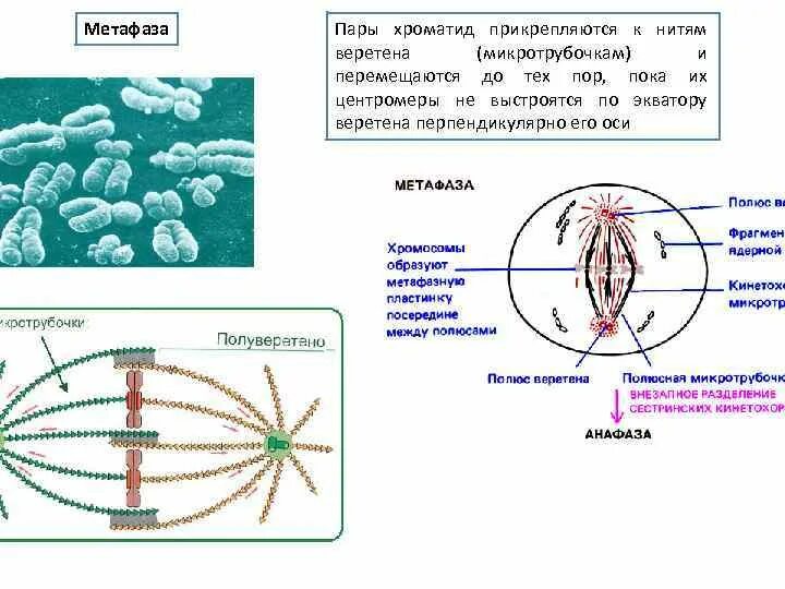 Хроматиды в метафазе