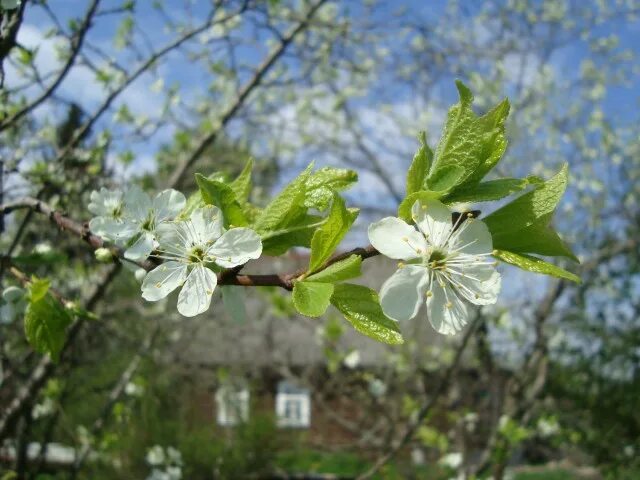 Семеренко яблоня цветет. Яблоня мельба цветение. Начало цветения яблони. Когда яблони зацветут. Когда яблони зацветут.