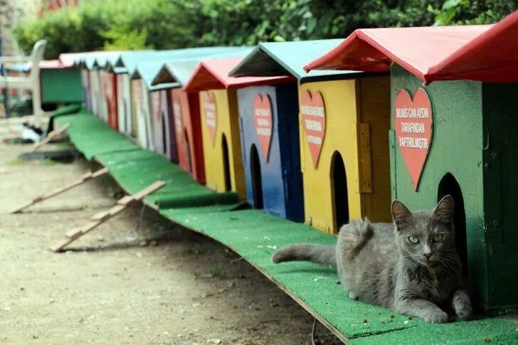 Парк котов. Кошка в парке. Кошачий парк в Турции. Нишанташи кошачий парк. Парк кошек Аланья кеди.