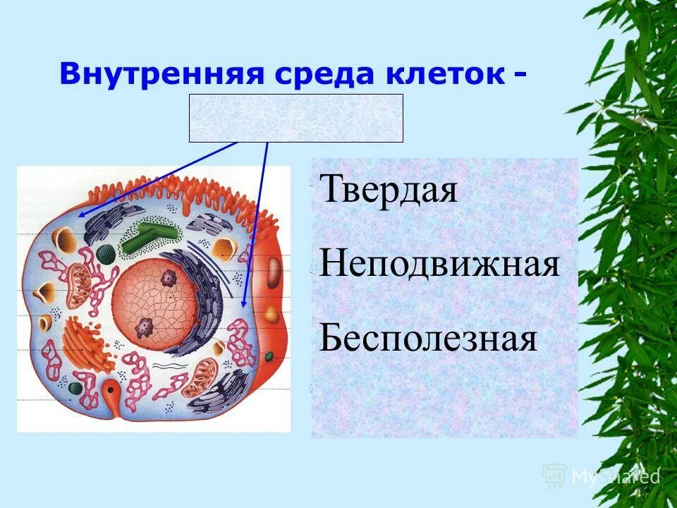 строение и процессы жизнедеятельности животной клетки