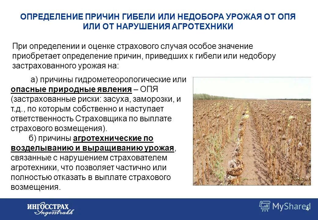 Недобор урожая. Недобор урожая