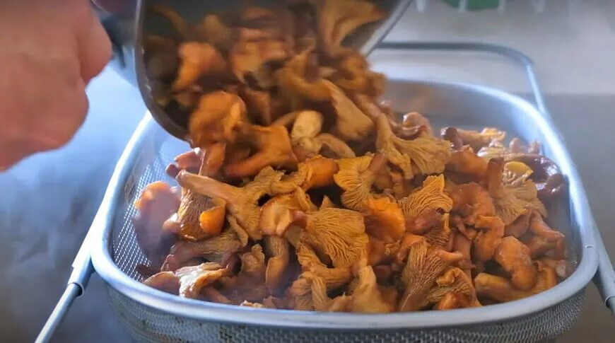 Мыть лисички перед сушкой