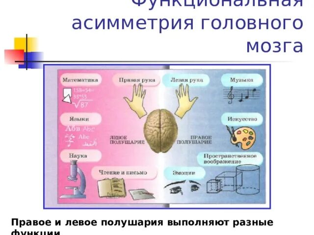 Функциональная асимметрия мозга. Межполушарная асимметрия. Асимметричный мозг. Асимметрия полушарий мозга. Асимметричный мозг.