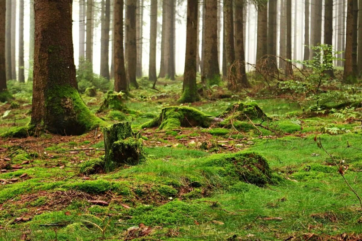 Кунашир замшелый лес. Ельник травяной. Мшистый лес Форкс. Лес Шварцвальд мох борода.