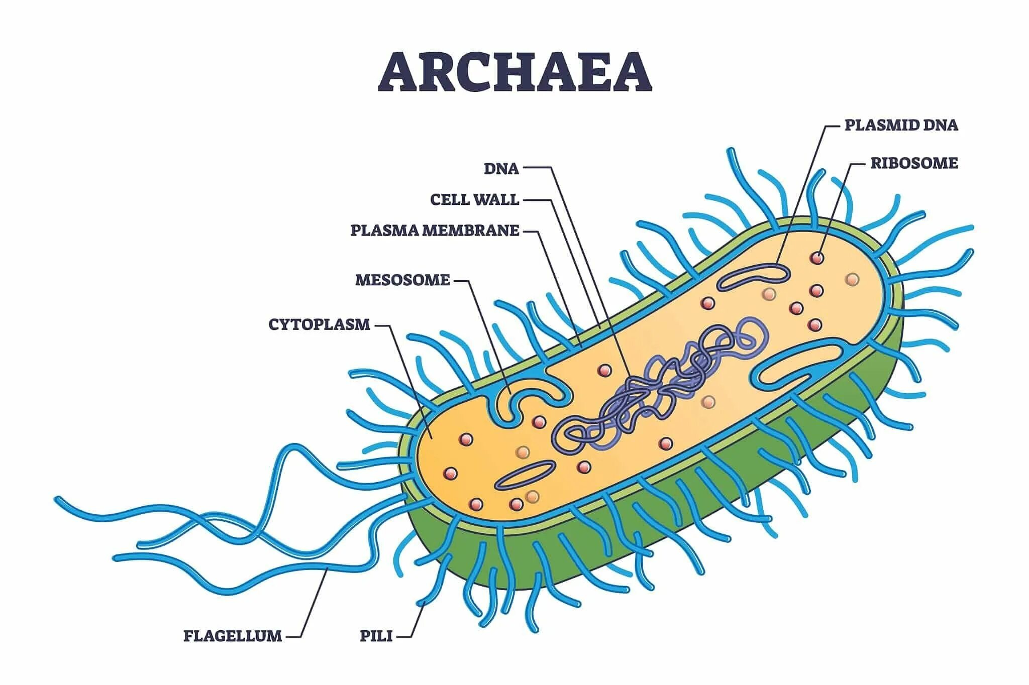 Бактерии и археи. Прокариоты бактерии и археи. Археи строение. Археи строение клетки.
