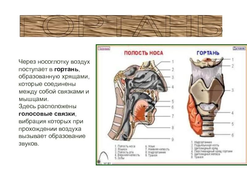 Между какими хрящами находятся голосовые связки. Между какими хрящами расположены голосовые связки. 4 хряща гортани. Строение гортани вид спереди. Щитовидный хрящ и перстневидный хрящ.
