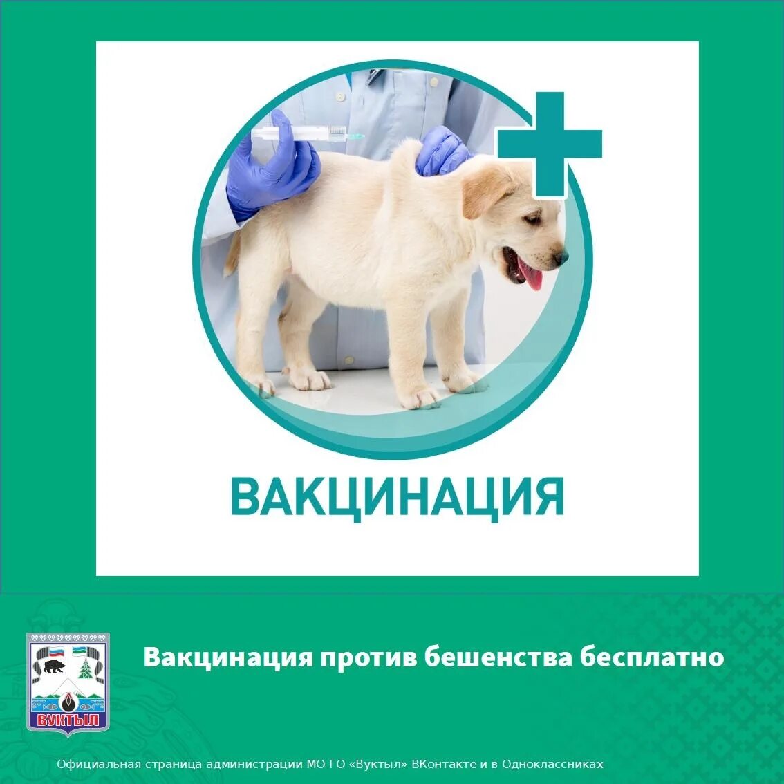 Где сделать прививку от бешенства собаке. Бешенство вакцинация. Прививка от бешенства собаке. Прививки от бешенства для собак и кошек. Вакцина от бешенства для собак.