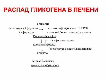 Распад гликогена в печени гормон