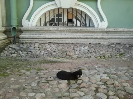 День эрмитажного кота в санкт петербурге