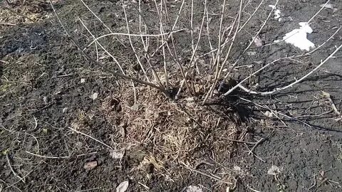 Йошта обрезка