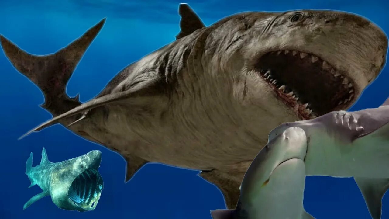 Про акул новые