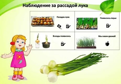Проект посадка лука в подготовительной группе