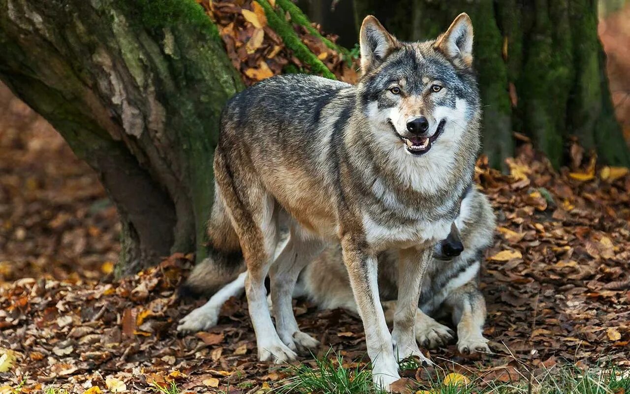 Русский вольф. Волкособ. Среднерусский Лесной волк. Дикий Карпатский Карпатский волк. Волк серый обыкновенный.